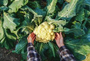 cauliflower fare