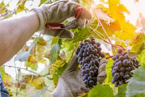 grape fare